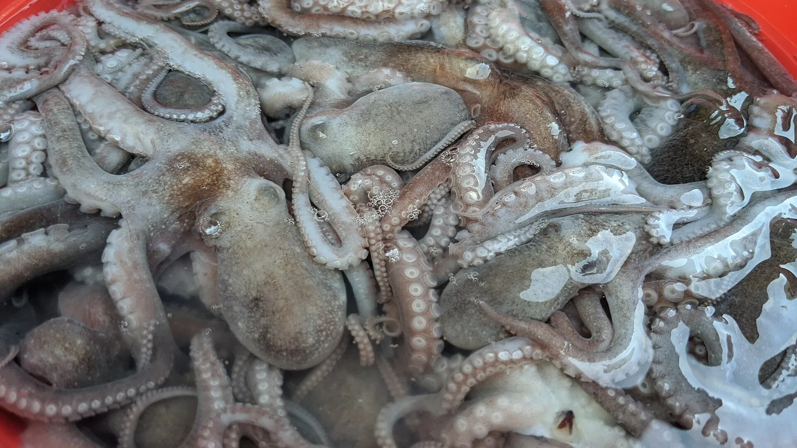 澎湖漁港剛上岸的小管與章魚